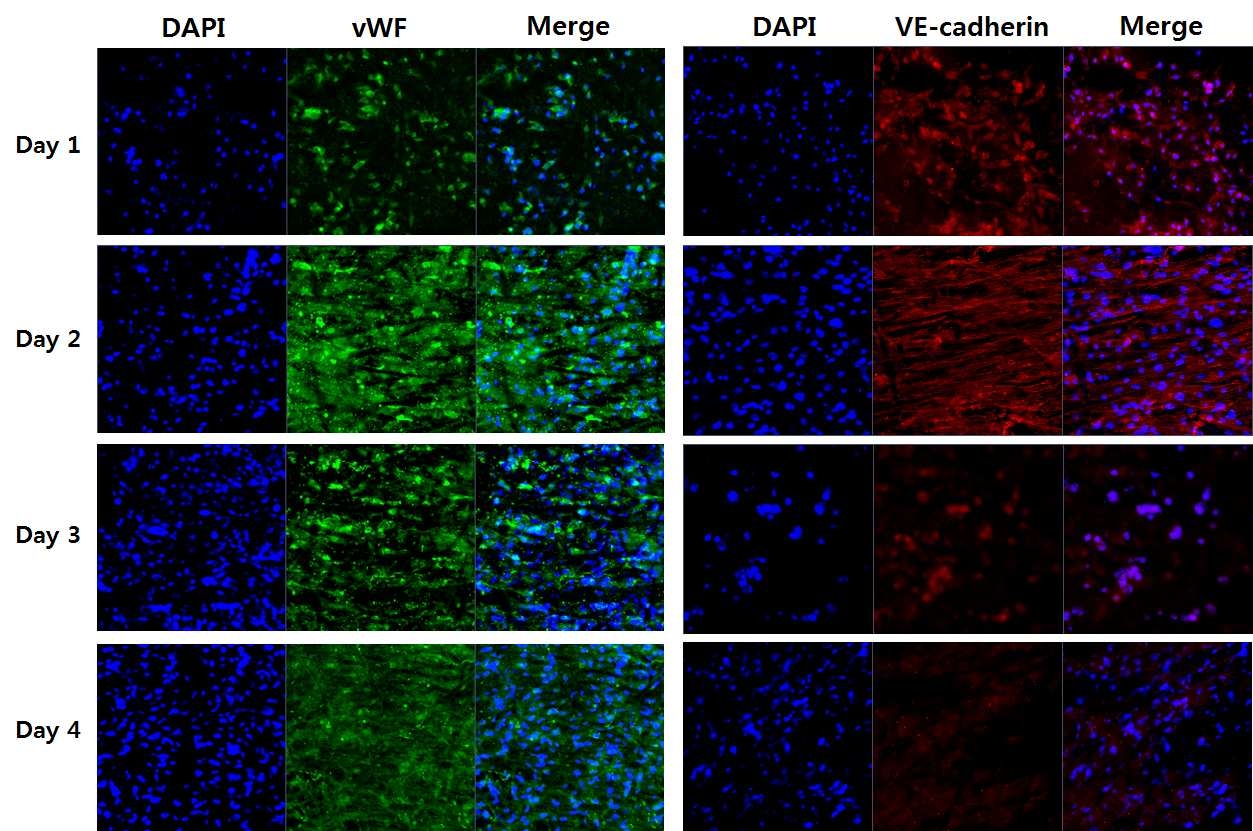 Images of immunofluorescence staining for detection of ECs (x 100)