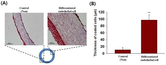 동물 실험을 통해 얻어진 두 그룹의 지지체의 H&E staining image (A)와 내부에 coating된 세포의 두께 (B)