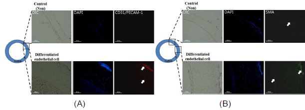 두 그룹에 존재하는 endothelial cell을 확인한 이미지. (A) Endothelial cell marker인 CD31/PECAM- 1 positive cell (흰색 화살표)이 분화된 내피세포를 coating한 그룹에서 많은 세포가 확인 됨. (B) Smooth muscle cell marker인 SMA positive cell (흰색 화살표)이 분화된 내피세포를 coating한 그룹에서 많은 세포가 확인 됨.