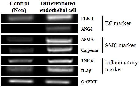 두 그룹의 지지체 내에 존재하는 rabbit cell을 이용한 RT- PCR 결과.