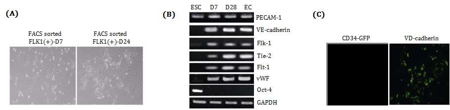 (A) 리포터 유도만능줄기세포의 분화초기 (D7)과 분화 후기 (D24)에 형성된 분화세포 모양 (B) 분화초기와 분화 후기세포에서 발현되는 마커의 RNA 수준을 배아줄기세포와 혈관내피세포를 대조군으로 하여 분석함 (C) 분화후기 세포에서 CD34의 활성화에 의한 형광 발현과 immunocytochemical staining에 의한 VE- cadherin의 발현을 관찰함