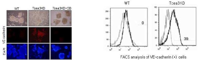 Tcea3 저발현세포주의 VE- cadherin (+)세포로의 분화 촉진과 TGF beta 신호억제제인 SB- 431542처리에 의한 VE- cadherin (+)세포 분화 억제를 immunocytochemical staining으로 확인함. Tcea3KD에서의 VE- cadherin 발현세포 분화효율 정도를 FACS로 분석한 결과 대조군 대비 40% 증가함을 확인함