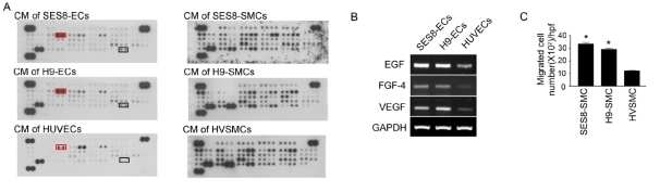 Angiogenic secretome profiles. A) Angiogenesis proteome profiler array system. B) mRNA level of VEGF, EGF, FGF- 4. C) 혈관평활근세포의 이동능