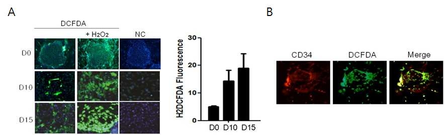 인간배아 줄기세포 유래 혈관전구세포에서 ROS 증가. (A) 인간배아줄기세포의 중배엽 분화시 ROS 증가. (B) 분화 15일 째에 anti- CD34와 H2DCFDA의 염색을 통하여 CD34 양성 세포가 ROS를 유발하는 것을 확인함.
