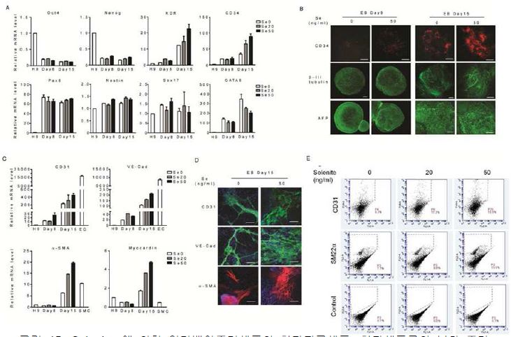 Selenium에 의한 인간배아줄기세포의 혈관전구세포, 혈관세포로의 분화 증가 (A) 인간배아줄기세포의 분화과정 동안 selenium에 의한 배아줄기세포 특이 유전자(Oct4, Nanog), 중배엽 특이 유전자(KDR, CD34), 외배엽 특이 유전자(PAX6, Nestin), 내배엽 특이유전자(Sox17, GATA6)의 유전자 발현 조사. (B) selenium에 의한 중배엽(CD34), 외배엽(β- III tubulin), 내배엽(AFP)의 protein 발현을 immucocytochemistry로 확인함.(C) 인간배아줄기세포의 혈관내피세포 (PECAM, VE- cadherin) 및 혈관평활근세포 (SMA, Myocardin)로의 분화를 RT- PCR로 조사. (D- E) 인간배아줄기세포 분화 15일에서 selenium에 의한 혈관내피 세포 (CD31, VE- cadherin) 및 혈관평활근세포 (SMA, SM22a)로의 분화를 immucocytochemistry (D) 및 FACS (E)로 확인함.