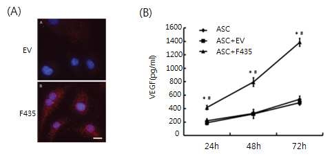 인공전사인자 F435는 지방줄기세포의 VEGF 유전자를 활성화시킬 수 있음 (A) VEGF 항체를 이용한 지방줄기세포 면역염색법 (B) 지방줄기세포 배양시간별 VEGF 분비 량 측정. EV: empty vector로 형질전환된 지방줄기세포, F435: F435 인공전사인자로 형질전 환된 지방줄기세포.