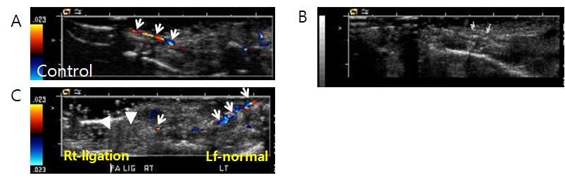 A. Findings of Doppler ultrasonography in control mice demonstrates that there is positive Doppler signals in right femoral artery after microbubble injection. B. Findings of ultrasonography in control mice demonstrates that there is microbubble in right femoral artery after microbubble injection. C. Doppler ultrasonographic findings in control mice shows that there is positive Doppler signals in left femoral artery but, no Doppler signals after ligation of right femoral artery after microbubble injection. Arrows in panel A indicate normal femoral arterial flow in A, small arrows in panel B indicates microbubble in femoral artery and arrow heads in panel C indicates no Doppler signals in femoral artery.