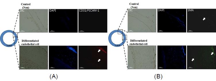 두 그룹에 존재하는 endothelial cell을 확인한 이미지. (A) Endothelial cell marker인 CD31/PECAM- 1 positive cell (흰색 화살표)이 분화된 내피세포를 coating한 그룹에서 많은 세포가 확인 됨. (B) Smooth muscle cell marker인 SMA positive cell (흰색 화살표)이 분화된 내피세포를 coating한 그룹에서 많은 세포가 확인 됨.