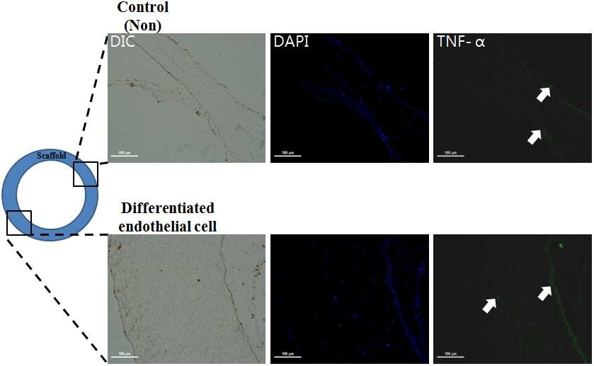 두 그룹에서 염증관련 marker인 TNF- α의 발현 양상.