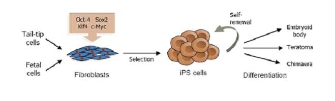 네가지 역분화 전사인자 도입에 의한 역분화 유도만능줄기세포 제조의 도식