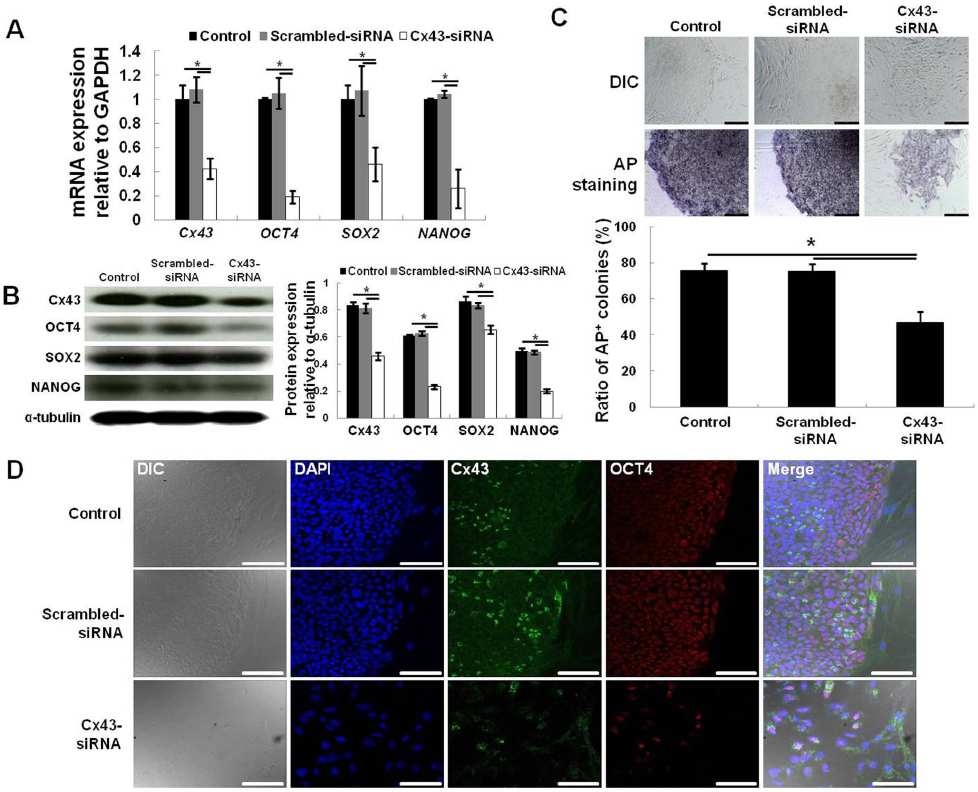 Effect of Cx43 down- regulation on hESC stemness. Down- regulation of Cx43 and stemness gene (OCT4, SOX2, and NANOG) expression in Cx43- siRNA- treated hESCs was confirmed by qRT- PCR after 2 days culture (A) and Western blot analysis after 4 days culture (B). The percentage of AP- positive colonies formed by hESCs following Cx43- siRNA treatment was significantly lower than the percentage of AP- positive colonies formed by hESCs following control or scrambled- siRNA treatment (C). Immunocytochemical analysis demonstrated that OCT4 and Cx43 protein expression was reduced in Cx43- siRNA- treated hESCs versus control or scrambled- siRNA- treated hESCs (D). (C) and (D) were evaluated after 5 days culture. All data are shown as the mean 6 the SD (n = 4; * , p,0.05). Scale bar, 100 mm.