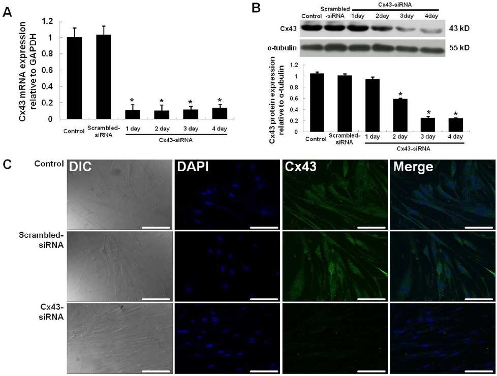 siRNA- mediated downregulation of Cx43 in hASCs. The time- dependent, siRNA- mediated downregulation of Cx43 in hASCs was investigated by qRT- PCR (A) and Western blot analysis (B). Immunocytochemical analysis confirmed the Cx43 downregulation in hASCs after 3 days of siRNA treatment (C). Nuclei were counterstained with DAPI. All data are shown as the mean 6 the SD (n = 4; * , p,0.05). Scale bar, 100 mm.