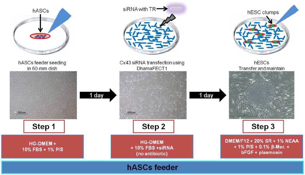 Schematic diagram of Cx43- siRNA treatment method. To downregulate Cx43 expression in hASC feeder cells, hASCs were seeded at 2.16105 cells per 60 mm tissue culture plate before 24 h. hASCs were washed with PBS and then treated with scrambled- siRNA or Cx43- siRNA and cultured for 24 h. Twenty- four hours after transfection, hESCs clumps were transferred onto siRNA treated hASC feeder cells and maintained for 5 days.
