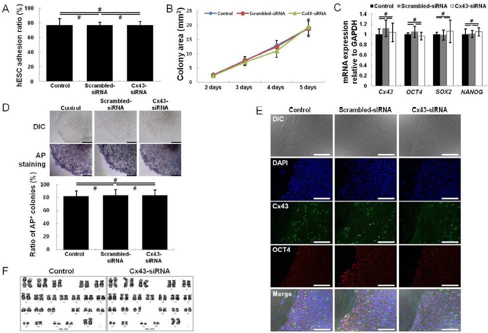 Culture of hESCs on Cx43 siRNA- treated hASCs. Compared with treatment of hASCs with control or scrambled- siRNA, the Cx43- siRNA treatment of hASC feeder cells did not alter adhesion (A), colony growth (n = 20; B), gene expression (i.e., OCT4, SOX2, and NANOG) (C), AP positive colony numbers (D), OCT4 expression (E), or chromosomal stability (F) of co- cultured hESCs. Nuclei were counterstained with DAPI (E). All data are shown as the mean 6 the SD. (n = 4; # , p.0.05). Scale bar, 100 mm.