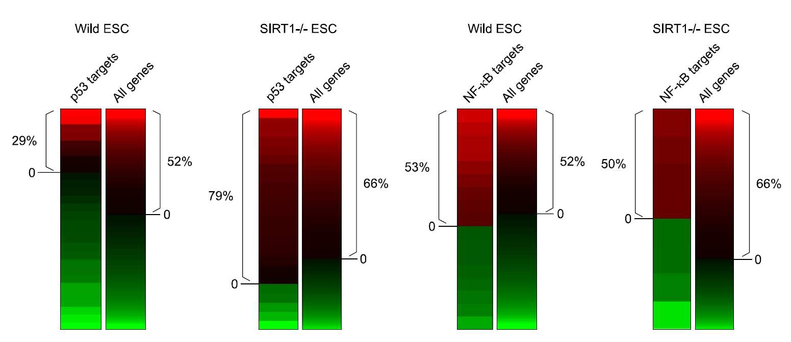 The effect of SIRT1 knockout in the expression of p53 or NF- κB target genes during the differentiation of mESC into EB. p53 or NF- κB target genes were mapped to expression ratios for mESC differentiated for 5 day versus undifferentiated ESC. Shown is the distribution of log2- transformed ratios for the p53 or NF- κB target genes that show differential expression more than 1.148 fold in both directions.