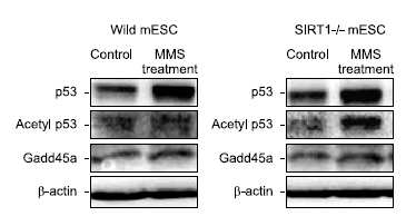 The effect of MMS on p53 acetylation and Gadd45a expression. Wild or SIRT1- / - mESCs were treated with 1 mM for 1 h. p53 acetylation and Gadd45a expression levels were determined by western blot analysis using anti- acetyl p53 (Lys379)and anti- Gadd45a antibodies.