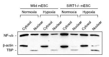 No effect of SIRT1 on hypoxia- induced nuclear translocation of NF- κB. Wild- and SIRT1 knockout mESC were cultured for 24 hr with complete medium under normoxia (20% oxygen) or hypoxia (5%). Cytoplasmic and nuclear fractions were prepared for NF- κ B western blotting. The same blot was probed for β- actin (a control for cytoplasmic fractionation) and TBP (a control for nuclear fractionation).