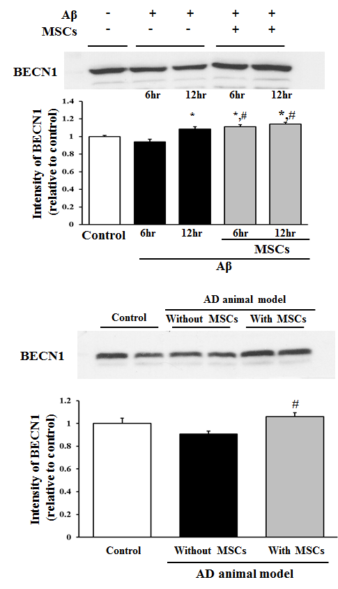 세포사가 유발되고 자가 소화 작용 표지 단백질의 발현이 증가한 20uM Aβ1-42를 24시간 처리후 중간엽 줄기세포를 trans-well을 이용하여 동시 배양하였을 때, 중간엽 줄기 세포 동시 배양군에서 자가 소화 작용 표지단백의 발현이 증가한 6시 간 12시간 동시 배양 실험군과 실험동물의 subvenricular zone에 400pM의 Aβ1-42가 주입하여 제작된 알츠하이머 실험 동물에 Aβ1-42가 주입 1일 후 중간엽 줄기 세포의 꼬리 정맥을 통한 주입, 중간엽 줄기세포의 꼬리 정맥 주입 3일 후 실험동물의 해마 부위의 단백질을 이용하여 BECN1의 발현량을 western blot을 이용하여 검증, 정량하여 그래프로 나타냄.