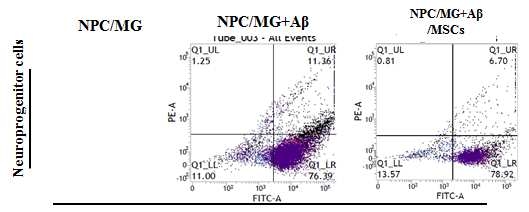 신경 미세아교세포와 신생 신경세포의 동시배양을 하여 24시간 후에 아밀로이드 베타 10uM을 처리하였고 24시간 후 에 신선한 배지와 중간엽 줄기세포를 이중 배양하였음. 아밀로이드 베타가 처리 된 그룹에서 신경 미세아교세포와 신생 신경세포의 표지단백이 co-localization됨이 증가함. 중간엽 줄기세포를 이중 배양한 그룹에서는 신경 미세아교세포와 신생 신경세포의 표지단백이 co-localization이 감소하였음.