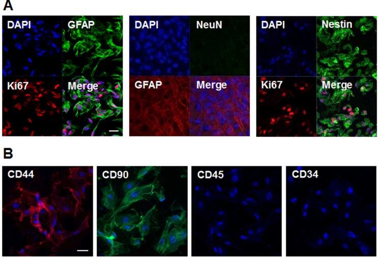 신경 신생세포와 중간엽 줄기세포의 성격. Hippocampus의 Subgranular zone에서 추출한 신경 신생세포의 선택적인 배양을 확인하기 위하여 세포의 증식 표지인자인 ki67와 신경 신생세포 표지 인자인 GFAP, SOX2, Nestin에 양성임을 확인함. 성숙신경세포 표지인자인 NeuN에 음성임을 확인 (A) 중간엽 줄기세포의 선택적인 배양을 확인하기 위하여 CD44, CD90 에는 양성, CD45와 CD34에는 음성임을 확인 (B)