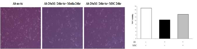 중간엽 줄기세포는 아밀로이드 베타가 처리된 신경 신생세포의 신경보호 효과를 가짐. 아밀로이드 베타가 처리된 신경 신생세포에 중간엽 줄기세포를 이중 배양했을 때 아밀로이드 베타를 단독으로 처리한 신경 신생세포와 비교하여 세포의 수가 급격히 증가함 (A, B).