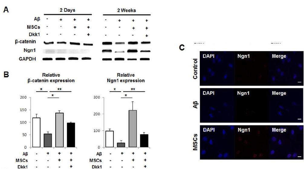 ). 2주 동안 중간엽 줄기세포를 동시 배양한 신경 신생세포는 신경 신생세포 혹은 아밀로이드 베타가 단독으로 처리된 신경 신생세포와 비교하여 Ngn1의 면역반응이 상당히 증가함을 확인함 (C). Scale bar, 20 μm.