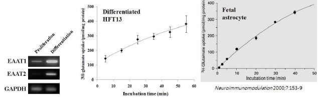 The expression of EAAT1 and 2 in HFT13 and 3H- glutamate uptake of HFT13 derived astrocyte