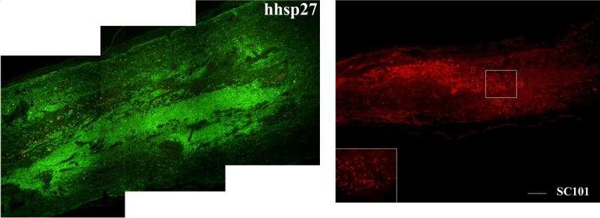 Robust engraftment and migration of human neural progenitors-derived oligodendrocyte precursor cells in adult rats with traumatic spinal cord injury