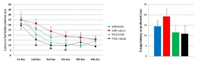 Morris water maze test in hNSC or vehicle injected mice