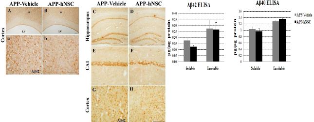 Clearance of Aβ42 in the brains of hNSCs grafting APPsw tg mice