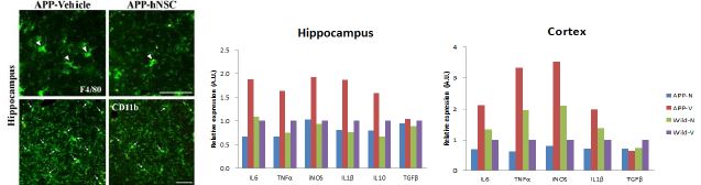 Attenuation of microgliosis and down-regulation of inflammatory factors in the brains of hNSCs grafting APPsw tg mice