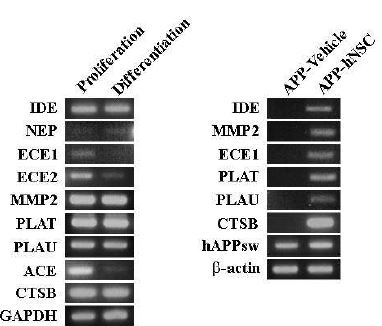 Human A dagradase Aβ expression in NSCs and in the brain of APPsw mice