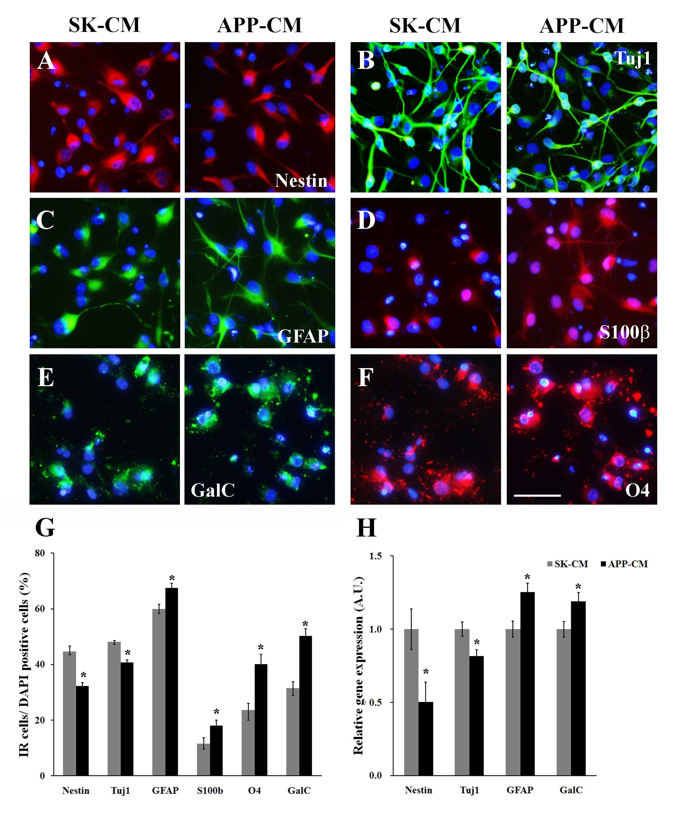 Conditioned medium of APPsw expressing cells impairs neurogenesis and promotes gliogenesis of hNSCs