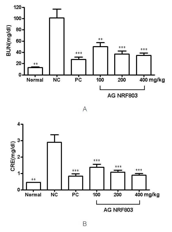 Effects of AG NRF803 on gentamicin-induced nephropathy in rats.