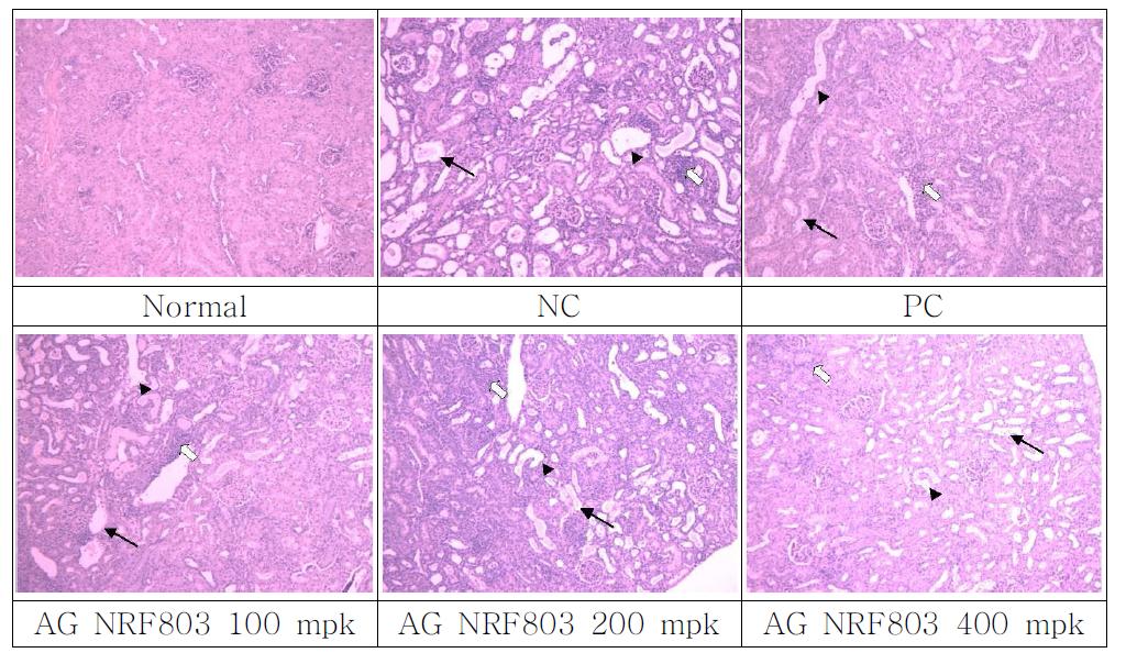 Effects of AG NRF803 on tubular necrosis, inflammatory cellfoci, tubular degeneration and dilation in kidney tissue.