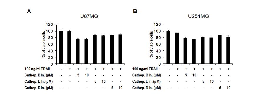 각 cathepsin inhibitor들과 TRAIL의 병합 처리가 glioma 세포 사멸에 미치는 효과 U87MG와 U251MG 세포에 각각의 cathepsin inhibitor를 위와 같은 농도로 선처리 후 100 ng/ml TRAIL을 24 시간 처리하고 calcein-AM과 EthD-1을 이용하여 세포 생존도 분석.