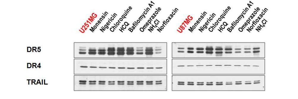 각종 lysosome inhibitor가 DR5, DR4, TRAIL의 발현에 미치는 효과