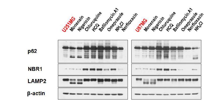 각종 lysosome inhibitor가 p62, NBR1, LAMP-2의 발현에 미치는 효과
