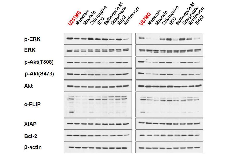 각종 lysosome inhibitor가 여러 anti-apoptotic protein 발현에 미치는 효과