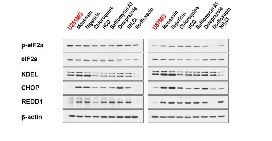 각종 lysosome inhibitor가 ER stress 관련 단백질 발현에 미치는 효과