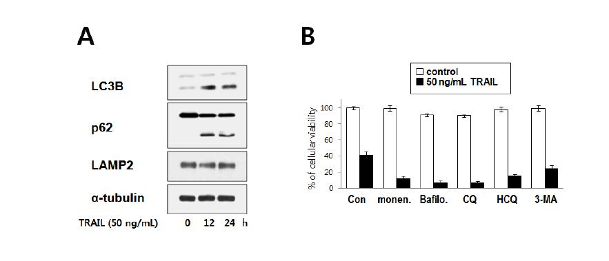 TRAIL 민감성 암세포에서 TRAIL에 의한 세포 사멸 시 autophagy 관련 단백질들의 발현 변화와 autophagy 억제제 처리 시 TRAIL 매개 세포 사멸에 미치는 효과 분석