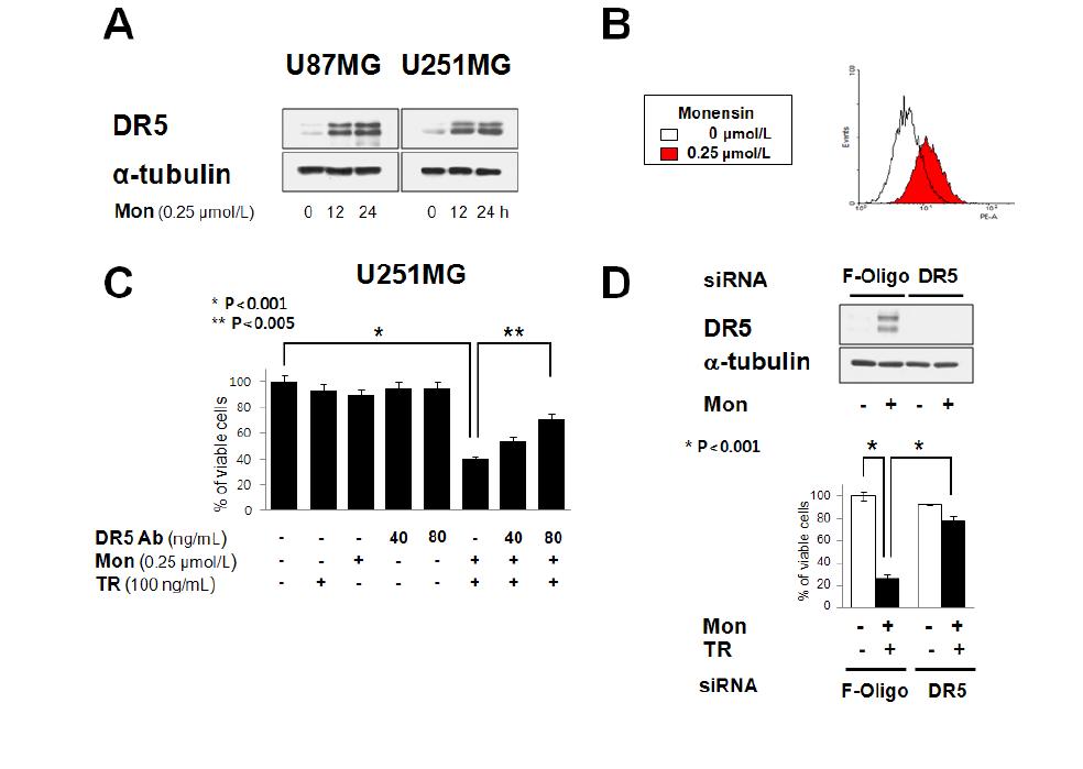 Monensin과 TRAIL 병합 처리 시 DR5 upregulation의 중요성