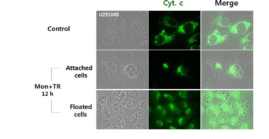 Monensin과 TRAIL과의 병합처리 시 cytochrome c의 세포 내 위치 변화 분석