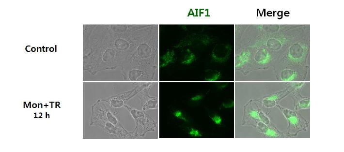 Monensin과 TRAIL과의 병합처리 시 AIF의 세포 내 위치 변화 분석