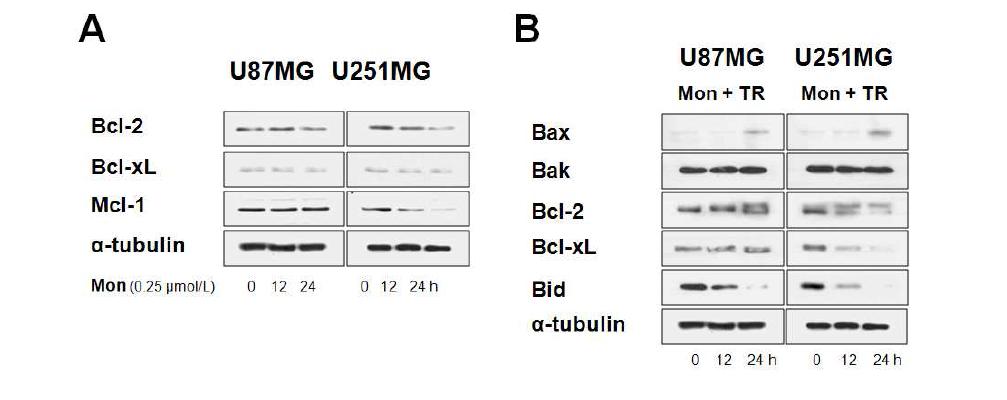 Monensin 단독 및 monensin과 TRAIL 병합 처리 시 Bcl-2 family members의 발현 변화 분석