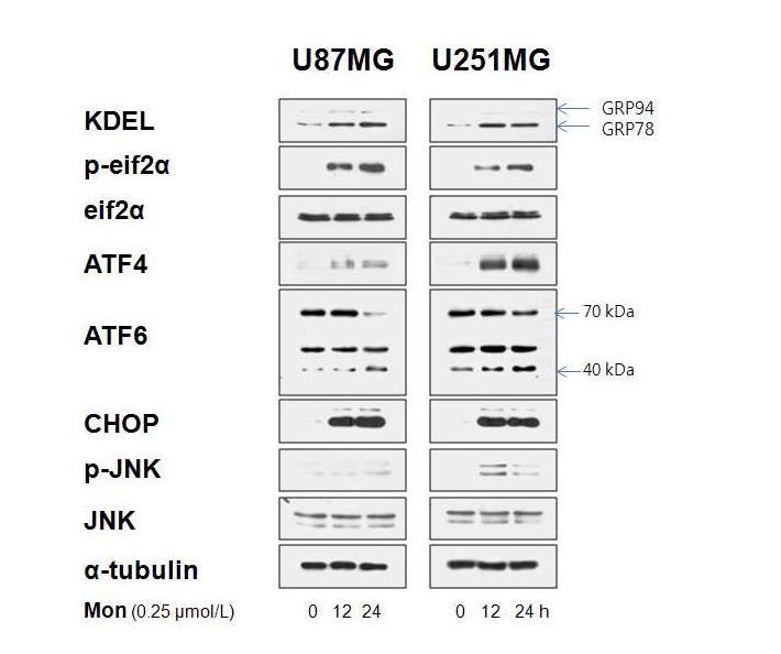 Monensin에 의한 ER stress 관련 단백질들의 발현 변화