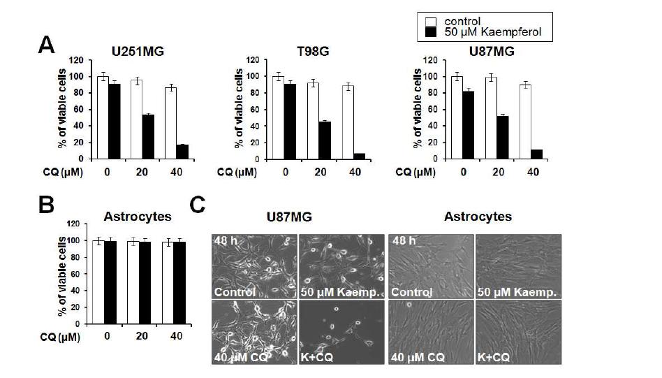 여러 glioma 세포와 astrocytes에서 kaempferol과 TRAIL의 병합처리 효과