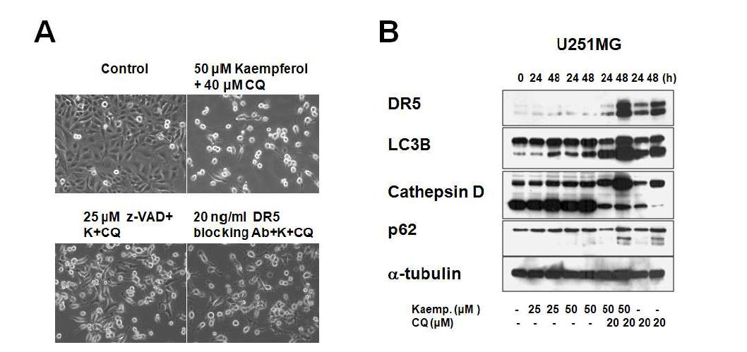 Kaempferol과 CQ의 병합 처리 시 DR5 매개 apoptosis의 관여 및 autophagy 억제