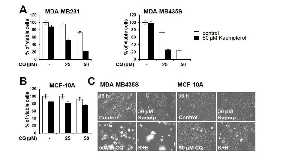 악성 유방암 세포와 정상 유방 세포에서 kaempferol과 TRAIL의 병합처리 효과