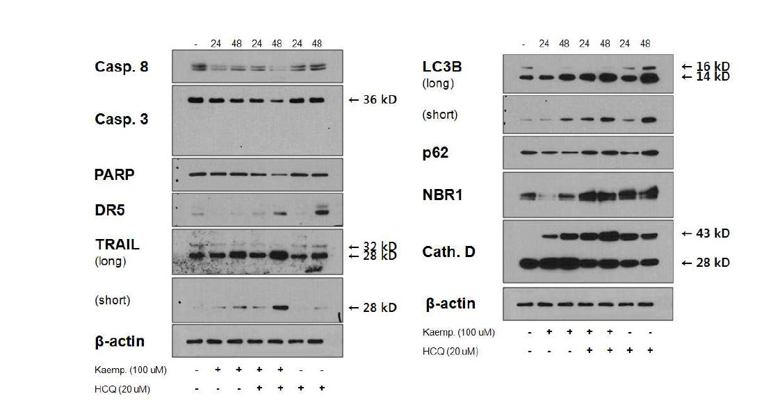 MDA-MB 435S cell에서 kaempferol과 CQ의 효과